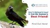 How To Befriend a Crow? It Can Be a Human's Best Friend! Thumbnail