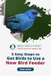 5 Easy Steps to Get Birds to Use a New Bird Feeder And Useful Tips too! Thumbnail