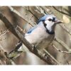 attract blue jays