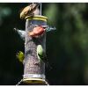 busy bird feeder