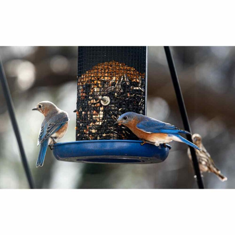 5 Easy Steps to Get Birds to Use a New Bird Feeder And Useful Tips too!