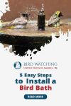 5 Easy Steps to Install a Bird Bath: Security, Position, Height, and More Tips! Thumbnail