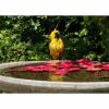 a hooded oriole at the birdbath