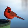a northern cardinal at a birdbath