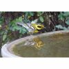 a townsends warbler at a birdbath