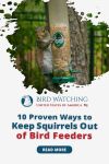 How To Keep Squirrels Out of Bird Feeders: The 10 Most Effective Ways Thumbnail