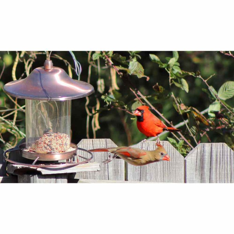 How To Keep Squirrels Out of Bird Feeders The 10 Most Effective Ways