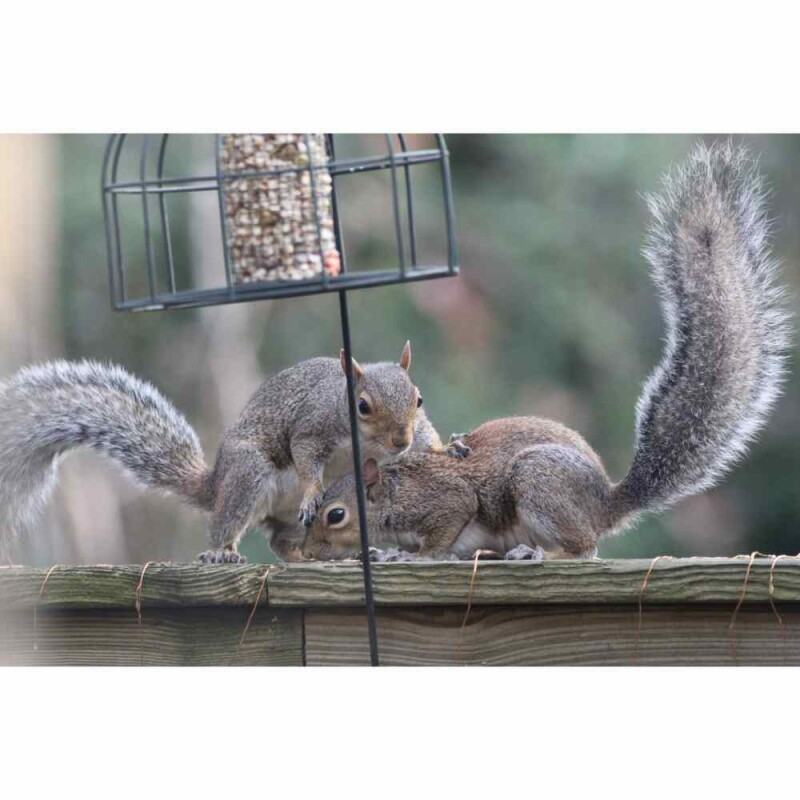 How To Keep Squirrels Out of Bird Feeders The 10 Most Effective Ways