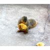 squirrel eating bird food