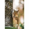 squirrel next to bird feeder