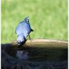 blue jay drinking water