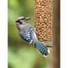 bluejay on bird feeder in backyard