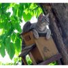 cat preying on birds