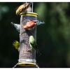 hanging bird feeder