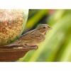 lincolns sparrow at bird feeder