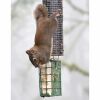 squirrel on a bird feeder