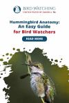 Hummingbird Anatomy - An Easy Guide for Bird Watchers Thumbnail