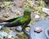 a striking hummingbird