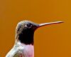 a hummingbird bill