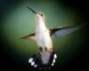 a hummingbird bosom