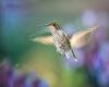 a hummingbird crown