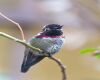 hummingbird legs