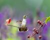a hummingbird tail