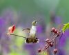 a hummingbird tail