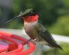 a hummingbird throat