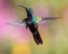 hummingbird undertail coverts