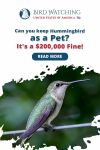 Can You Keep A Hummingbird As A Pet? It's A $200,000 Fine Thumbnail
