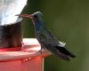 a broad billed hummingbird
