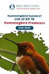 Hummingbird Hunters – List Of All 18 Hummingbird Predators Thumbnail