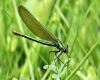 An adult dragon fly