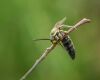 A wasp
