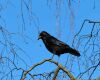 a crow on a twig