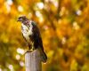 an adult hawk