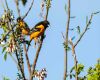 an oriole perching