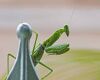 a praying mantis