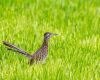 a roadrunner in field