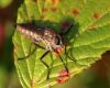 A robber fly