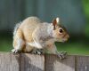 a squirrel on fence