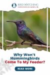 Why Won't Hummingbirds Come to My Feeder? Read All Important Information Here! Thumbnail