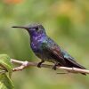 beautiful hummingbird