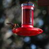 hummingbird feeding