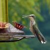 hummingbird not feeding
