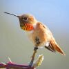 hummingbird sitting
