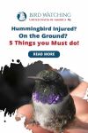 Hummingbird Injured? On The Ground? 5 Things You Must Do! Thumbnail