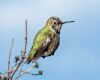 a beautiful hummingbird