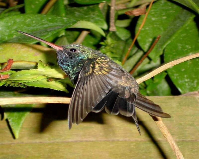 Hummingbird Injured? On The Ground? 5 Things You Must Do!